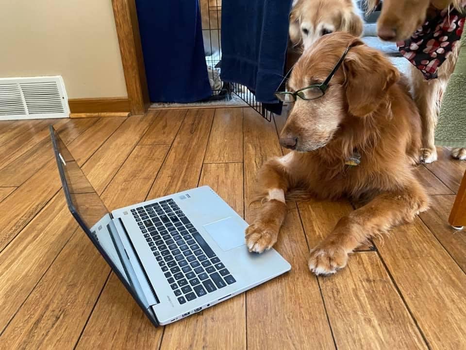 Well trained dog wearing glasses on a laptop