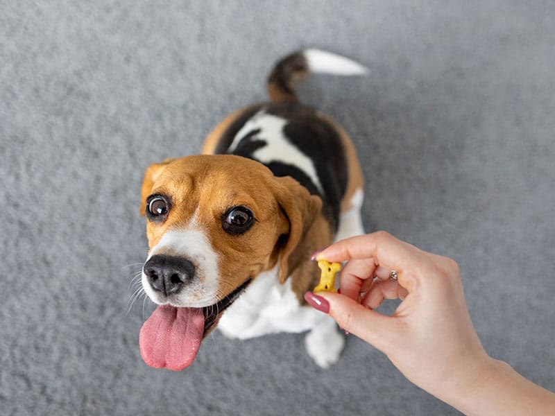 Dog excited to be getting a biscuit.