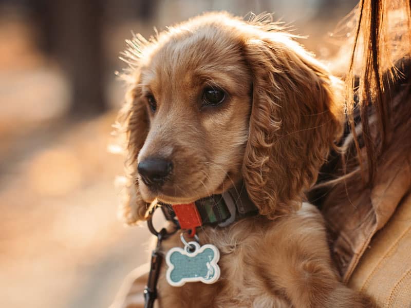 Cute little puppy with a dog collar.