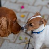 Two dogs touching their noses together.