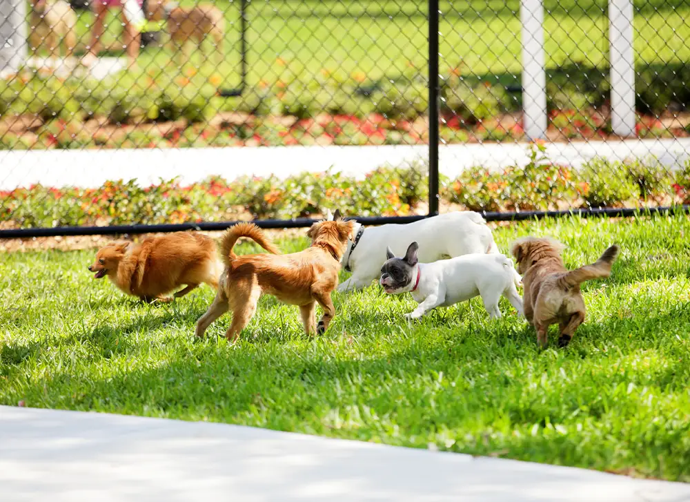 Why Dog Parks Aren’t Always the Best Choice